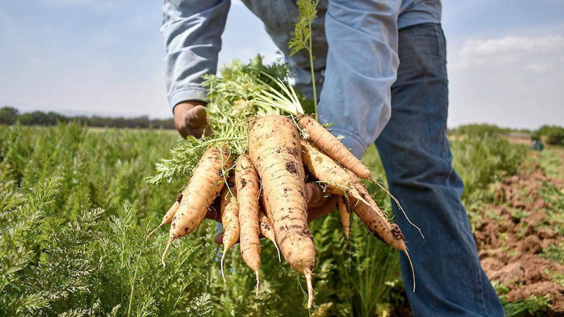 Agricultor recolectando zanahorias